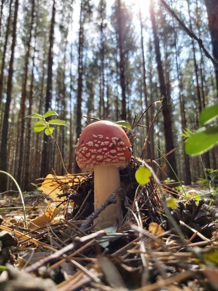 Фото «Вывозят вёдрами»: новосибирцы хвастаются богатым урожаем грибов 10